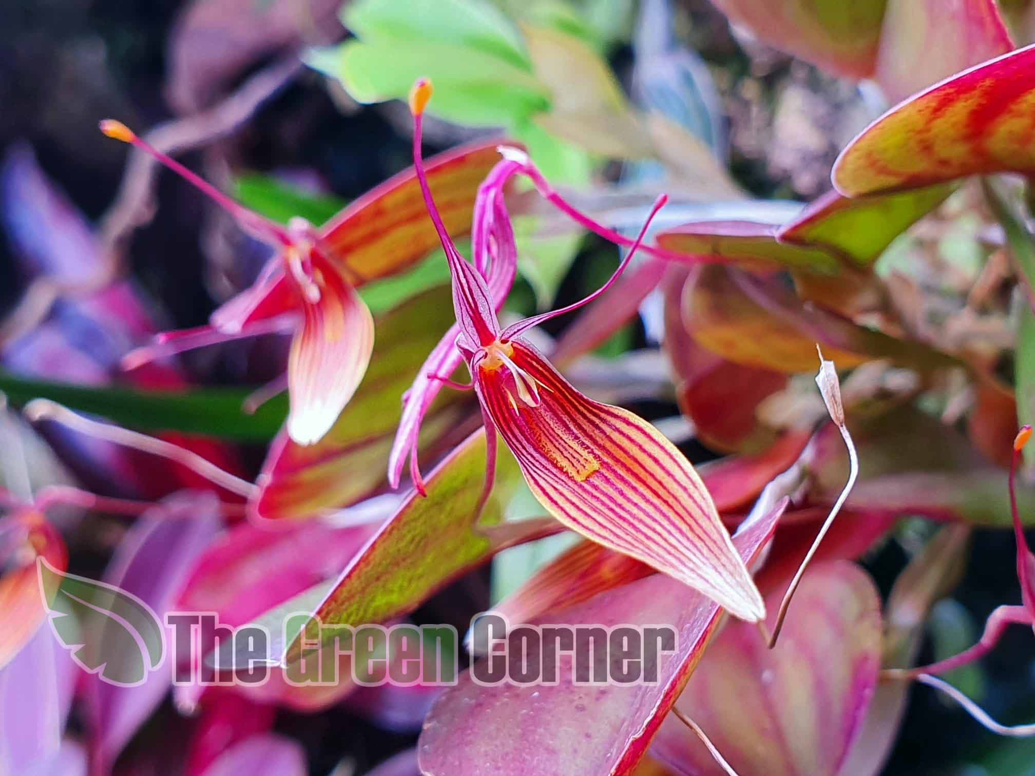 Restrepia trichoglossa: Orquidea de pequeño tamaño 3