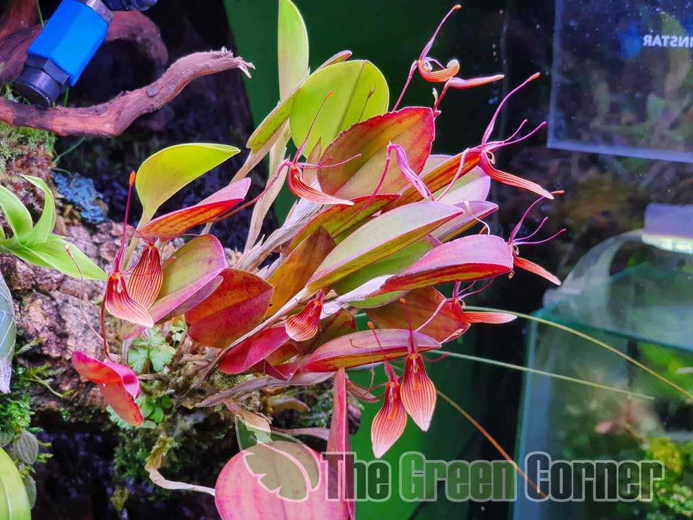 Restrepia trichoglossa: Orquidea de pequeño tamaño 2