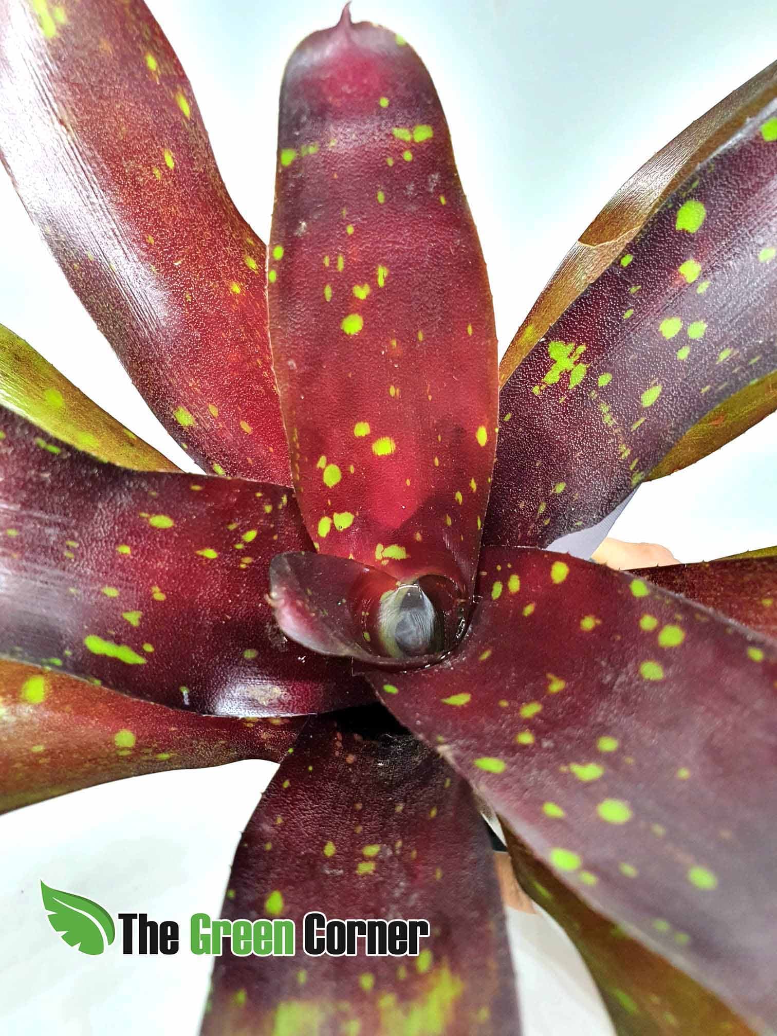 Neoregelia Royal Burgundy x Fireball: Espectacular neoregelia de tonos verdes y rojos