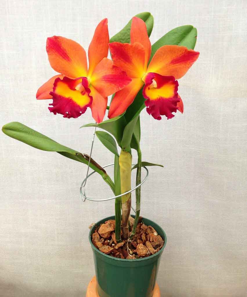 Rhyncattleanthe Chief Sweet Orange: Hibrido primario Naranja 4