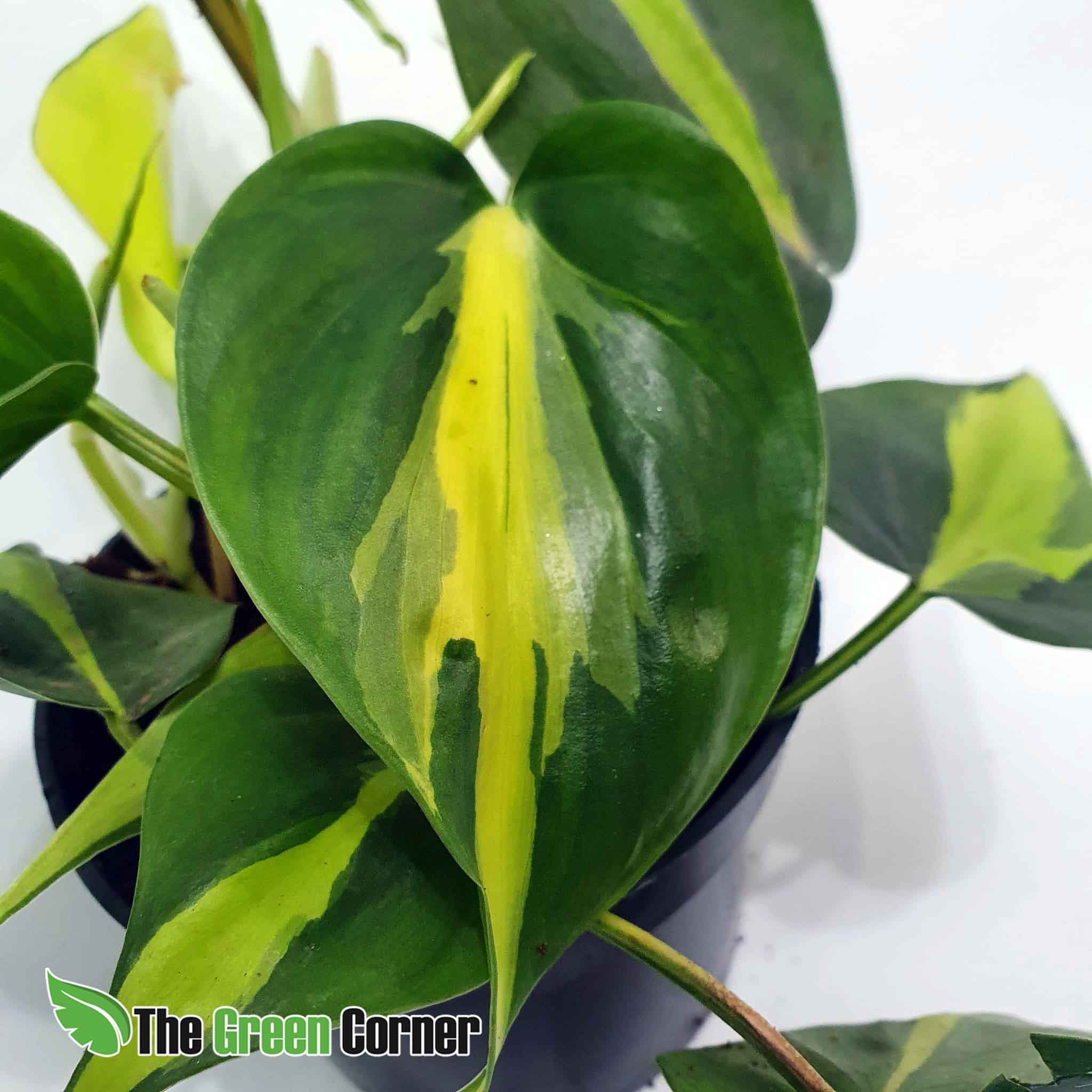 PHILODENDRON SCANDENS "BRASIL": Plantas para terrario 2