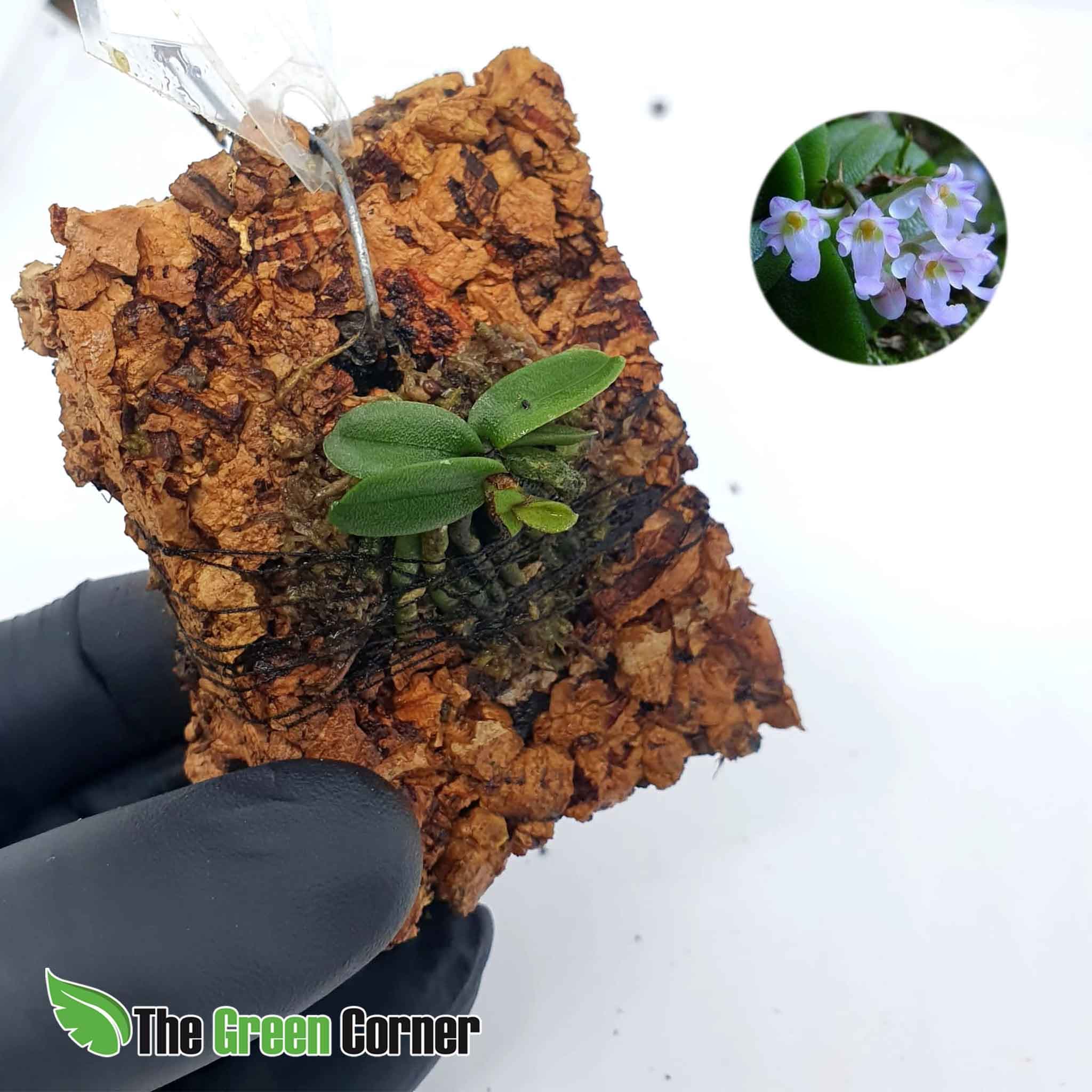 Schoenorchis seidenfadenii: Pequeña vandacea de floracion azulada