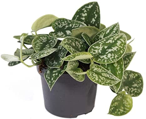 Scindapsus pictus argyraeus: Potho satinado 4