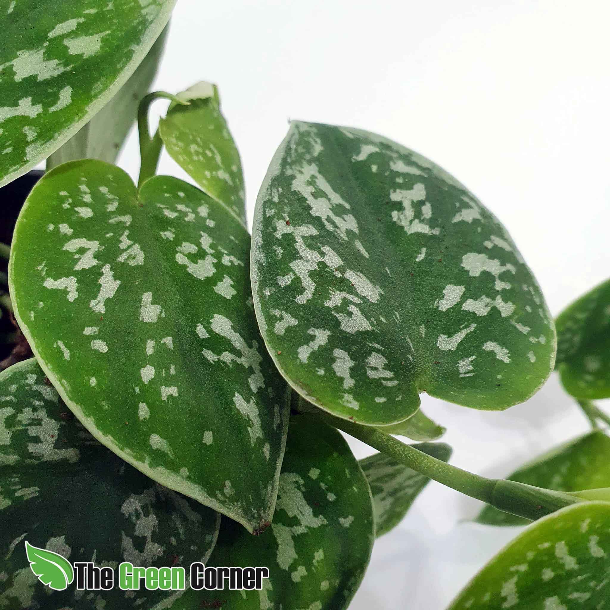 Scindapsus pictus argyraeus: Potho satinado 2