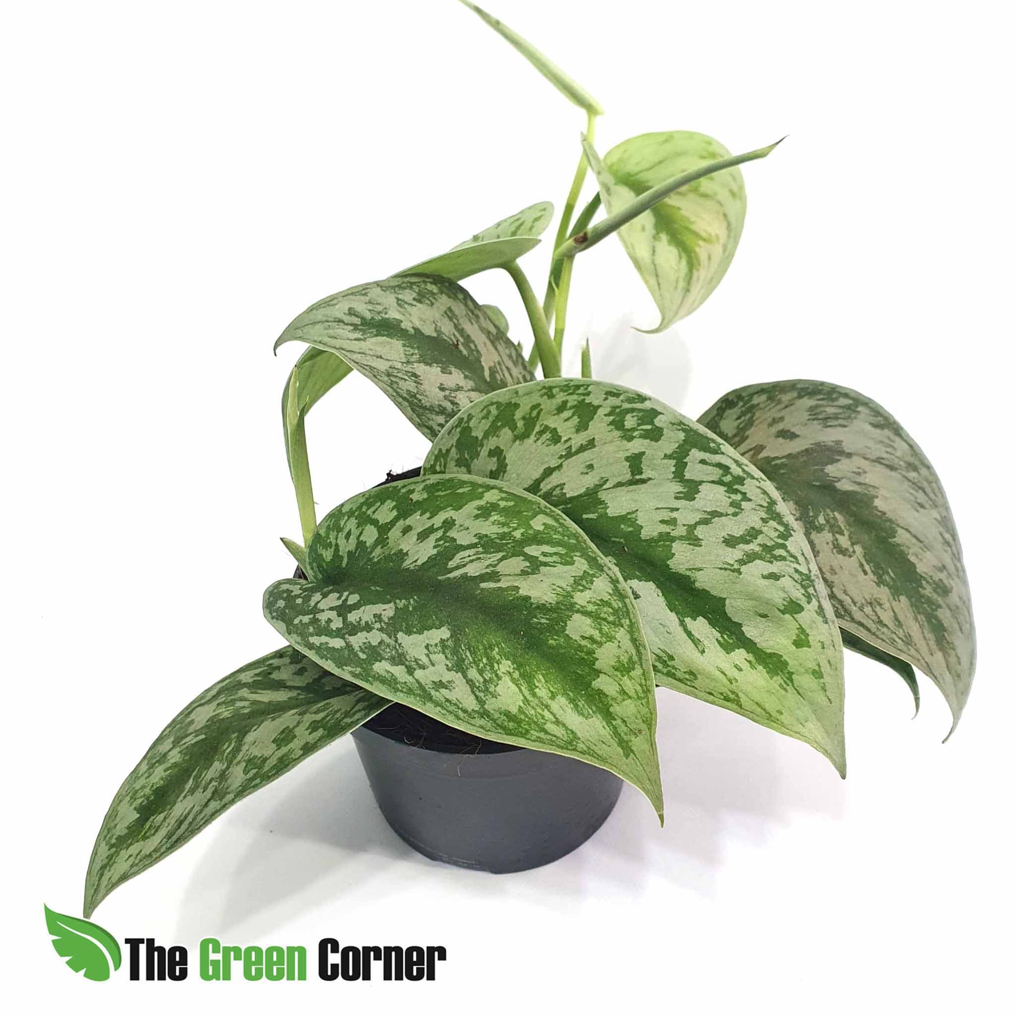 Scindapsus Trebie. una preciosa planta con una coloracion en sus hojas maravillosa. Facil cuidado y mantenimiento en casa