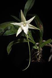 Angraecum sesquipedale: Orquidea de pequeño tamaño 2