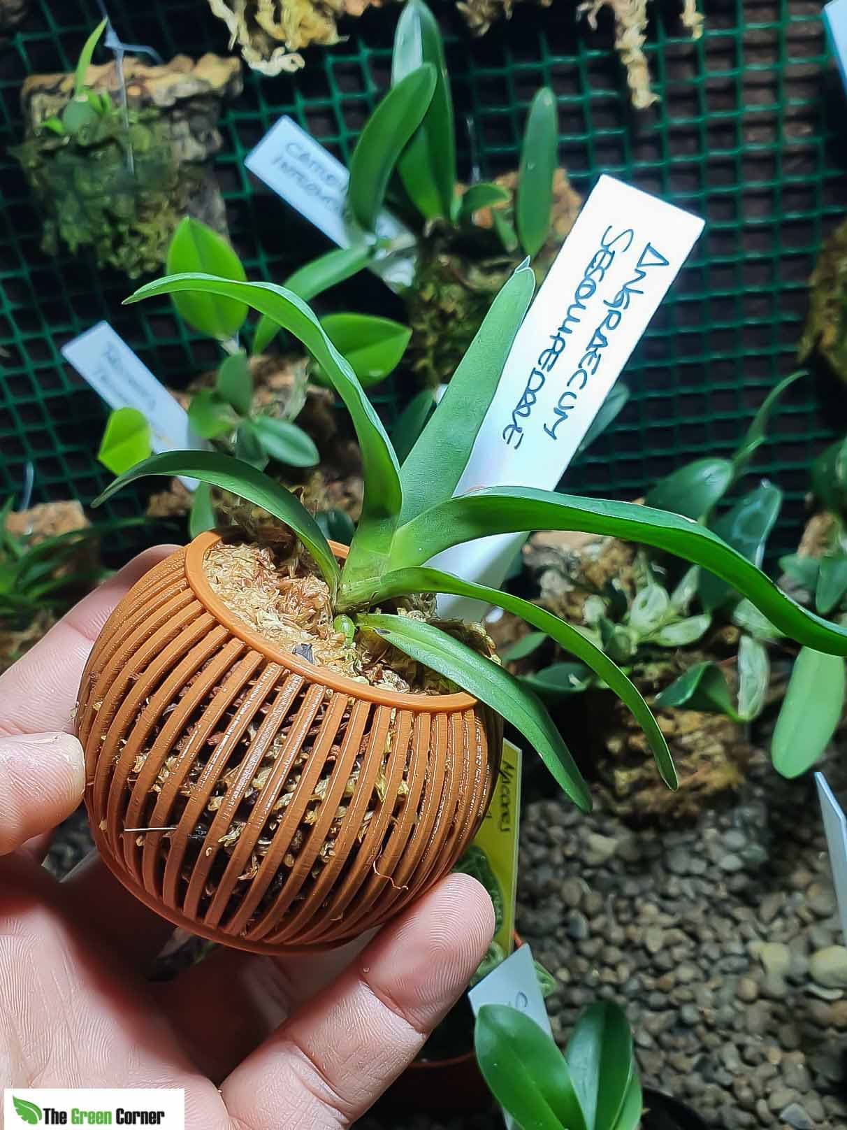 Angraecum sesquipedale: La Orquídea de Darwin. Preciosa Orquídea de crecimiento único y floración espectacular. Dificilísima de encontrar