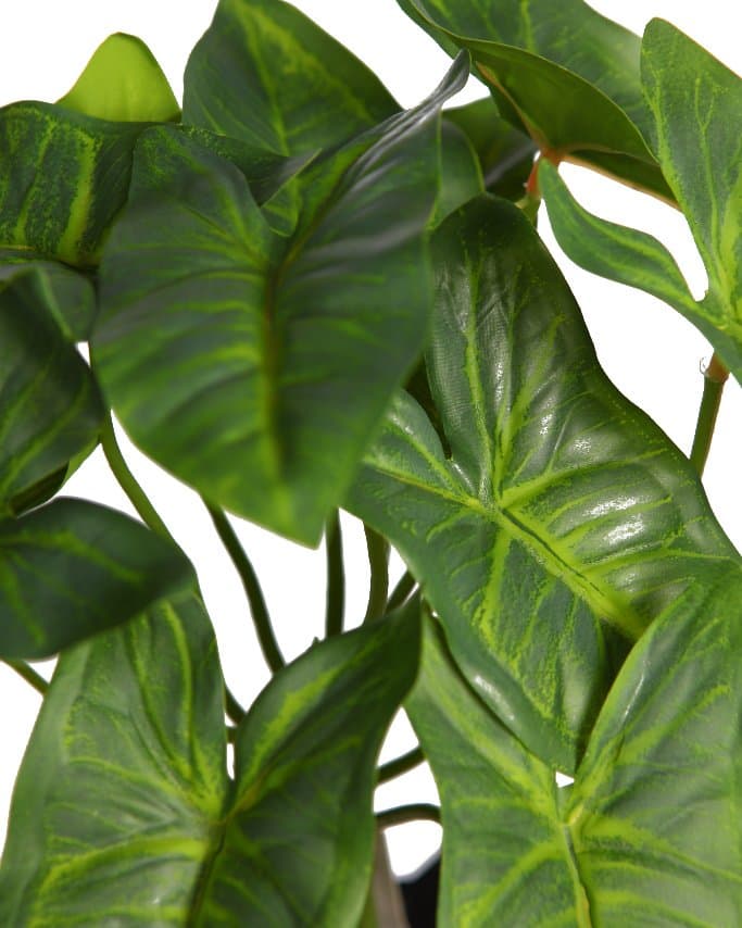 especiales para tus montajes de jardinería tradicional y vertical