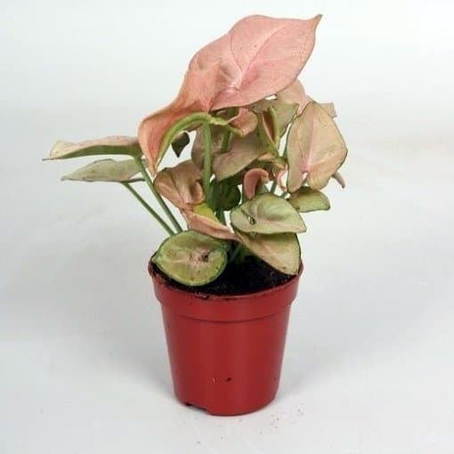 Syngonium Red Heart 2