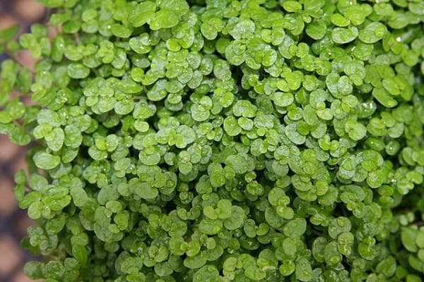 SOLEIROLIA SP: Plantas para terrario 4