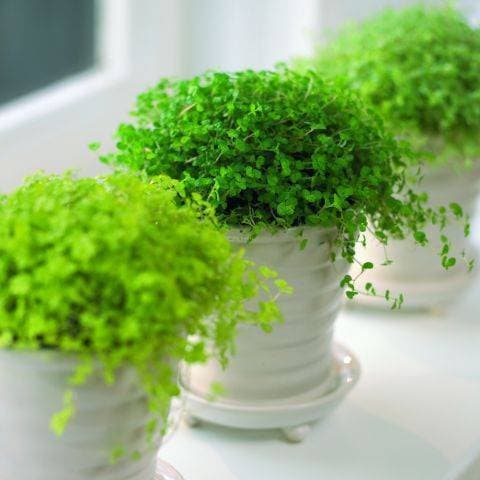 SOLEIROLIA SP: Plantas para terrario 2