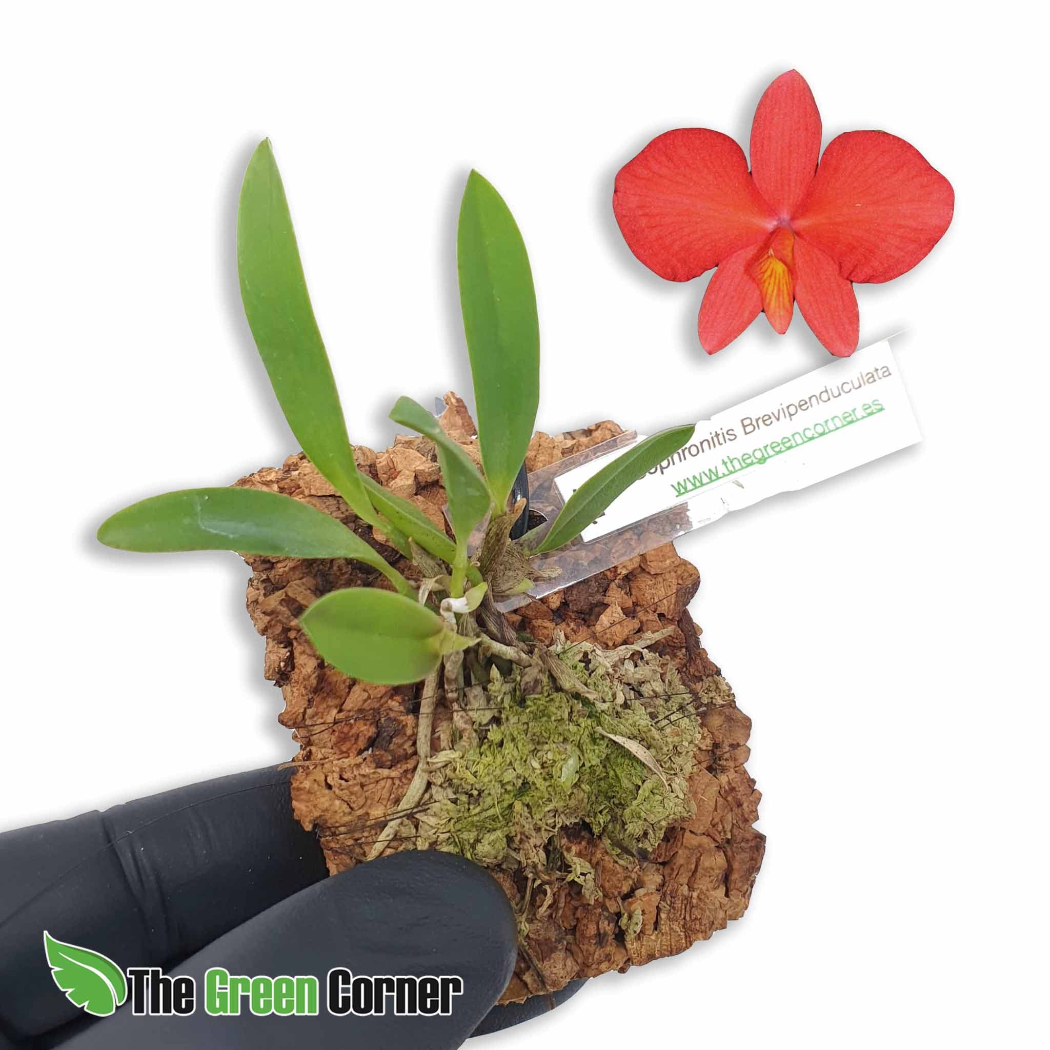 Sophronitis brevipenduculata: Bienvenido al mundo de las Cattleyas miniatura!