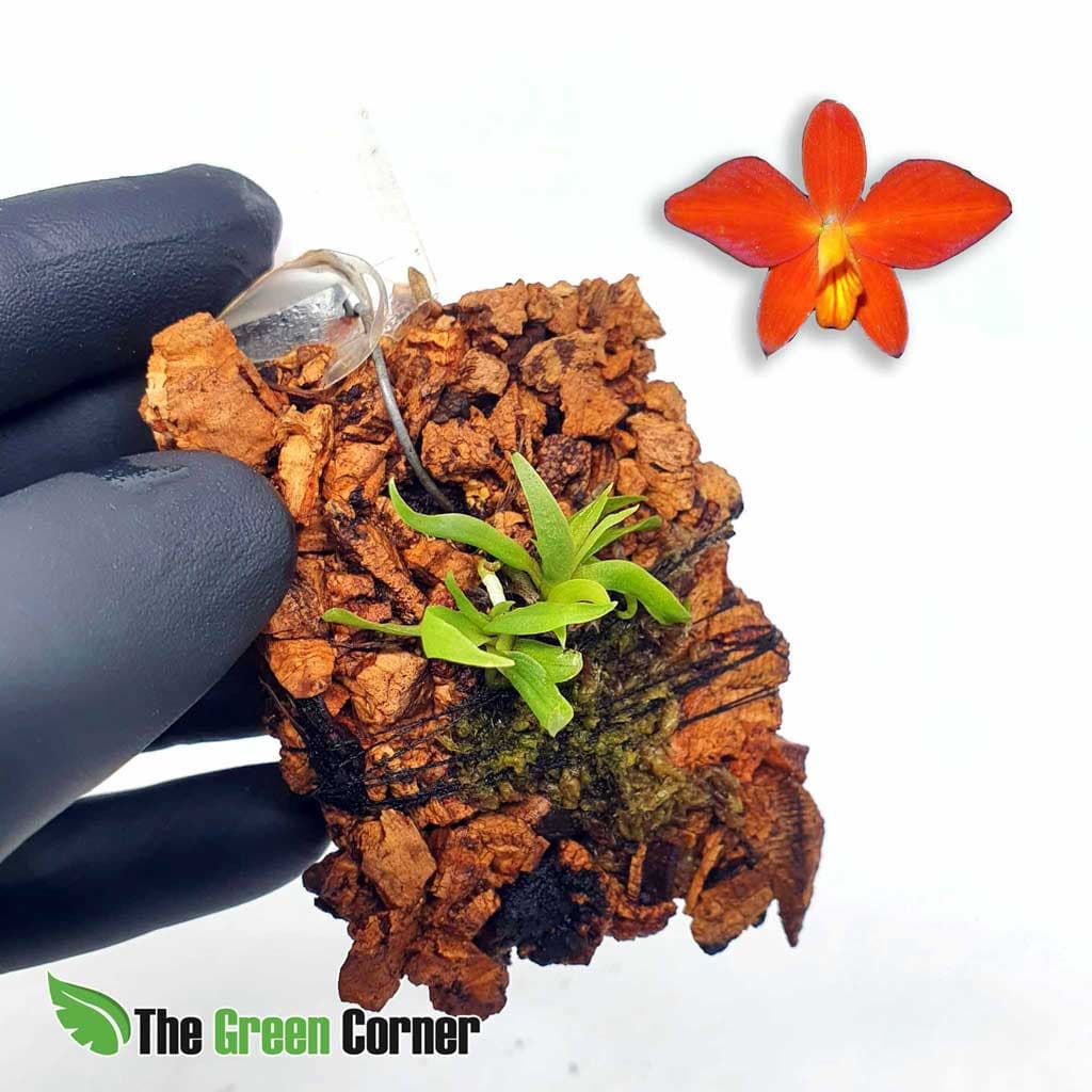 Sophronitis coccinea: Bienvenido al mundo de las Cattleyas miniatura!