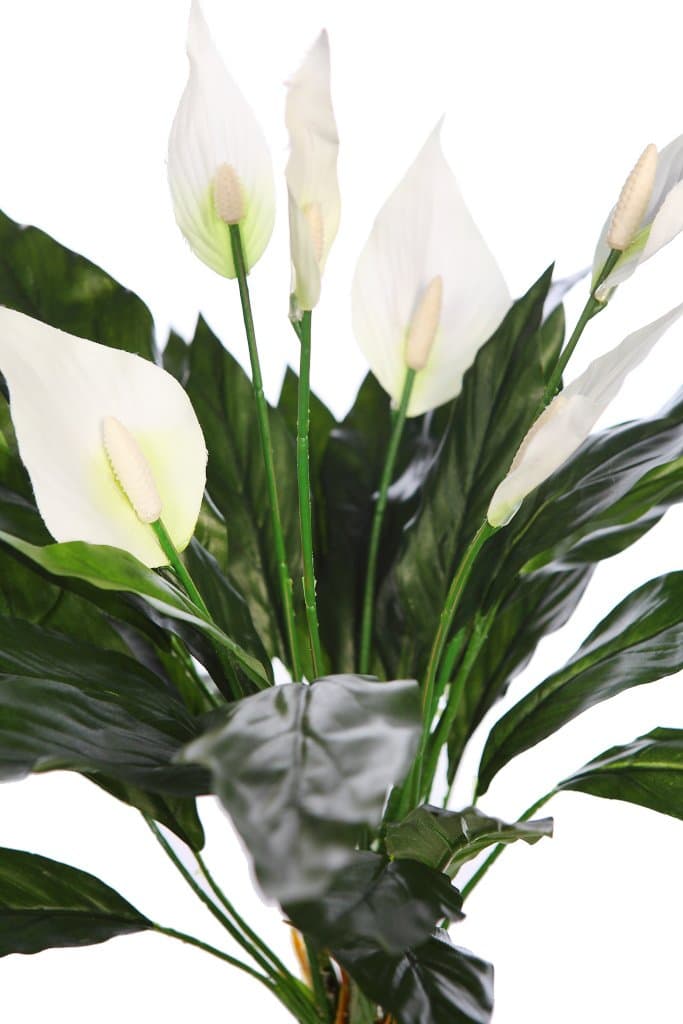 Planta Spatifilium Artificial 2