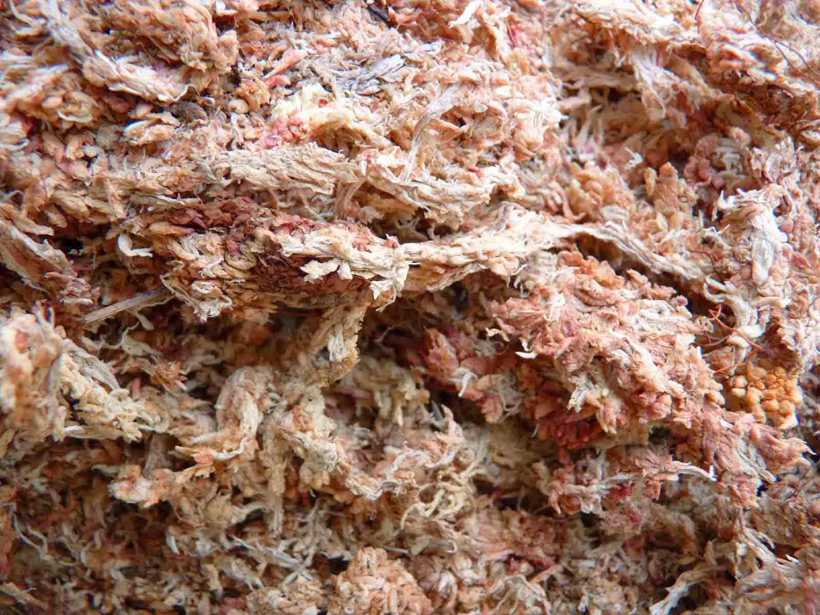 Musgo sphagnum-20gr
