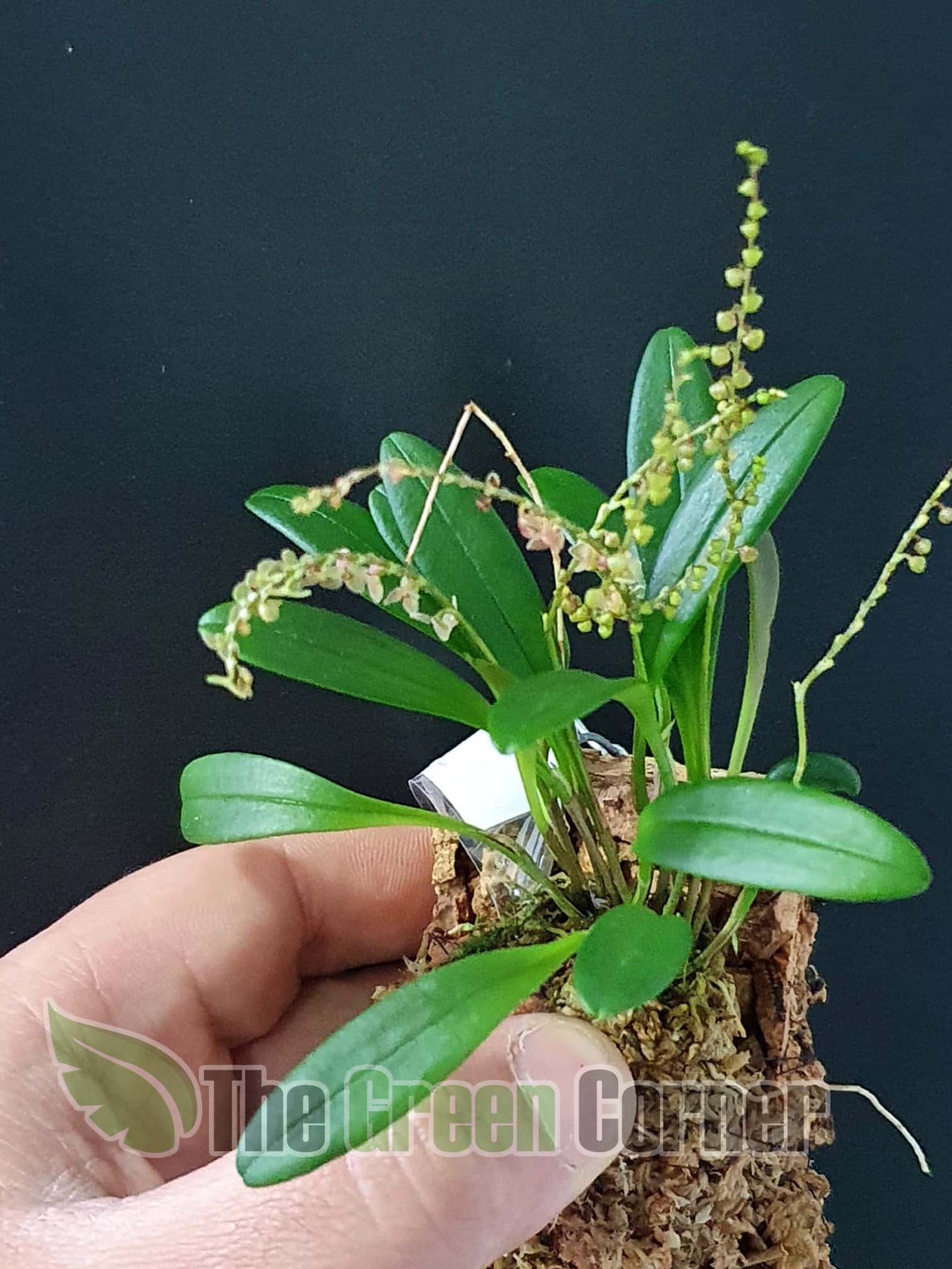 Stelis spp flor verde y gris: Orquídea de tamaño medio 2