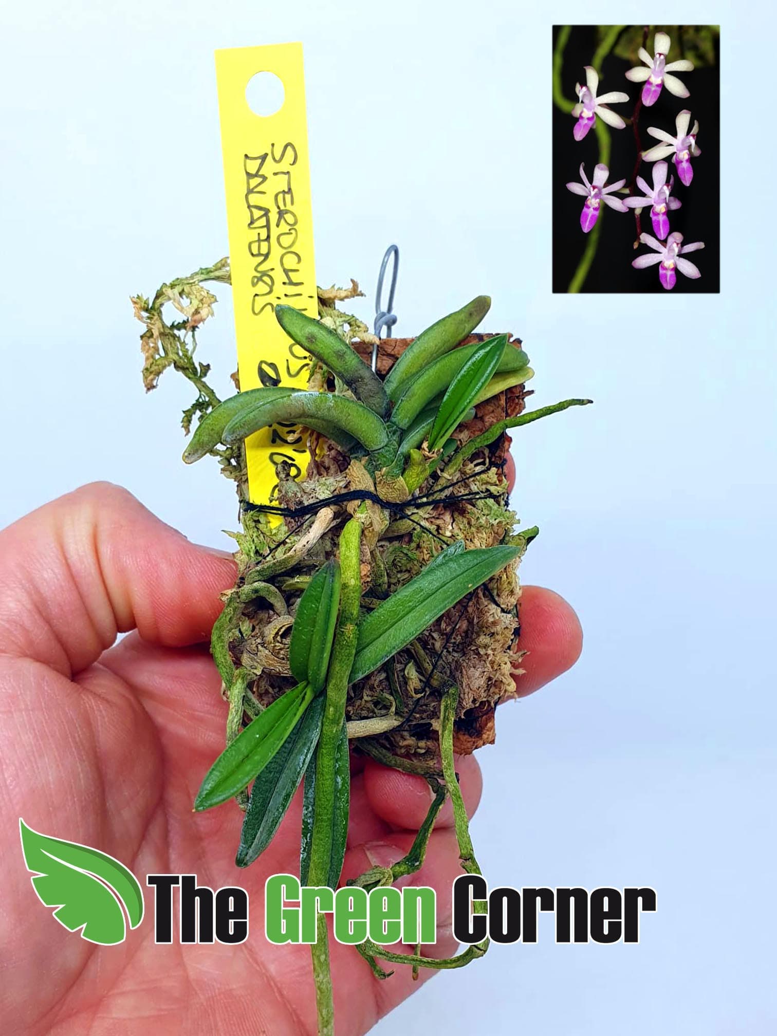Sterochillus Dalatensis: Pequeña especie de vanda con flores moradas