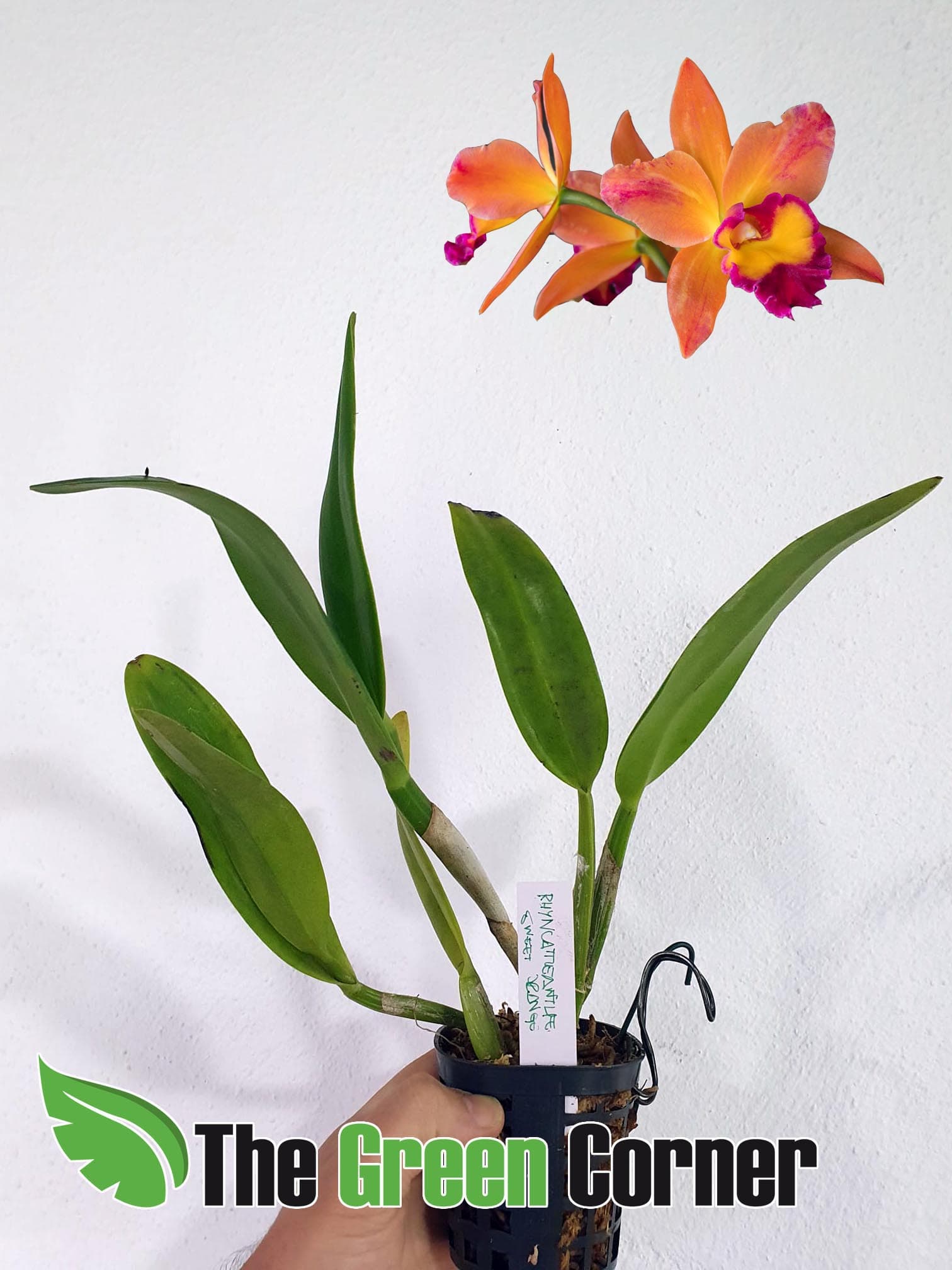 Rhyncattleanthe Chief Sweet Orange: Híbrido naranja de cattleya con una de las floraciones mas impresionantes de su genero