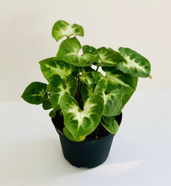 Syngonium Pixie 4
