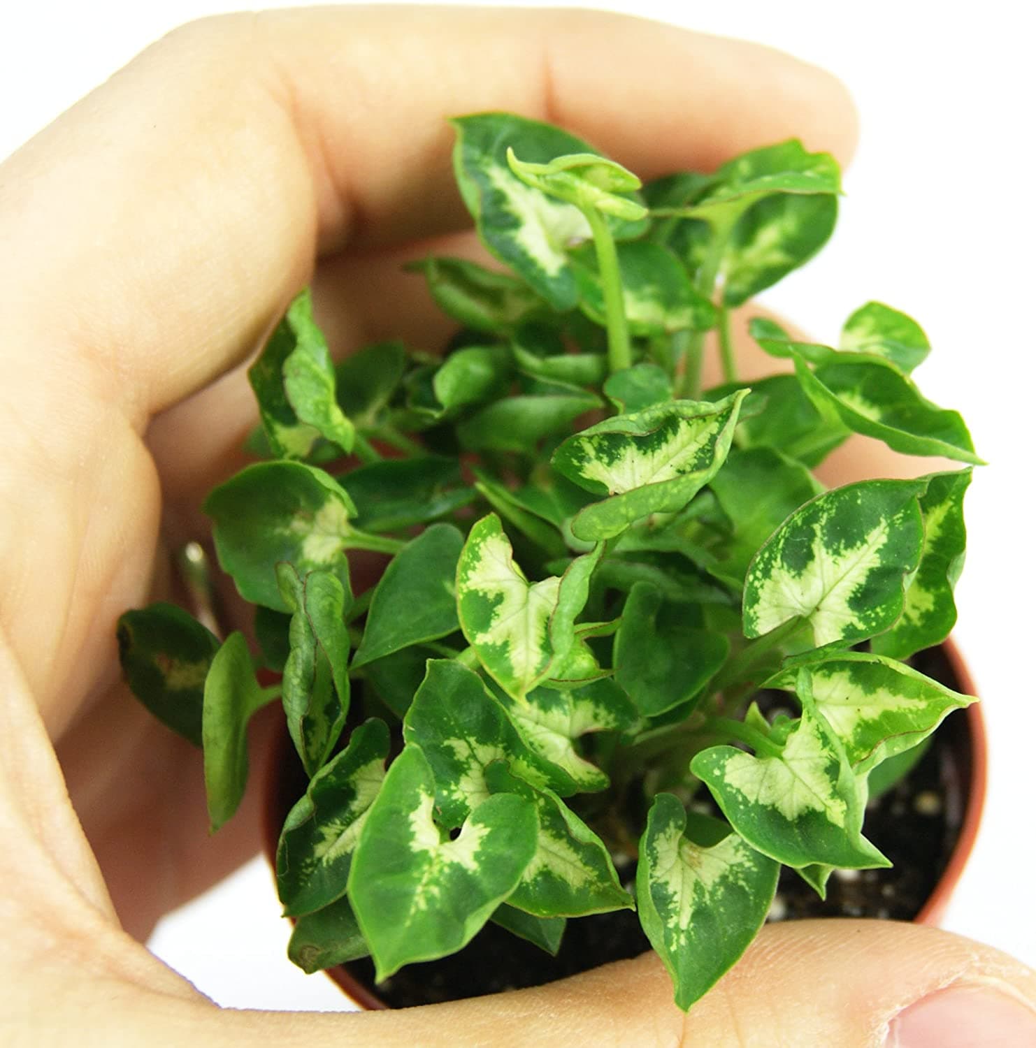 Syngonium Pixie 3