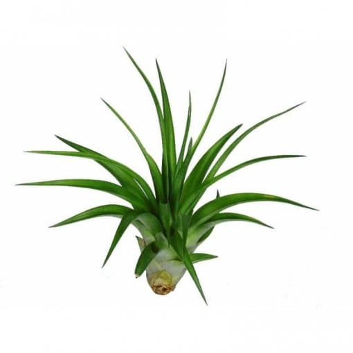Tillandsia Brachycaulos Multiflora 3