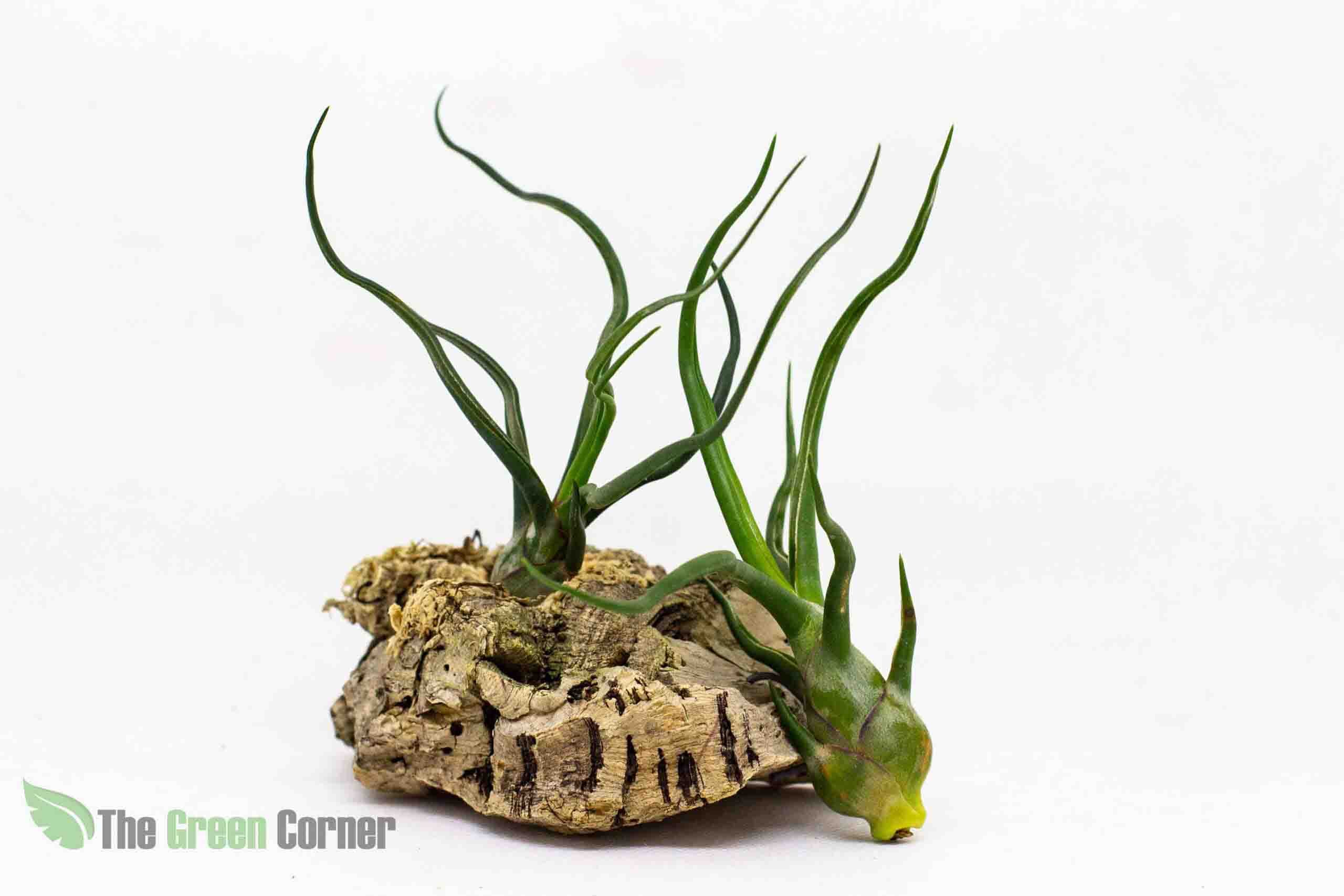 Tillandsia bulbosa