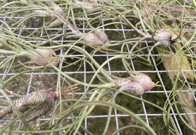 Tillandsia butzii 3