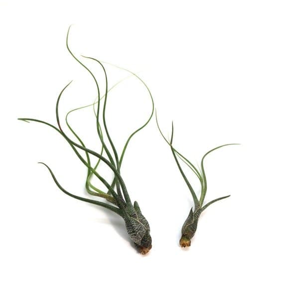 Tillandsia butzii 4