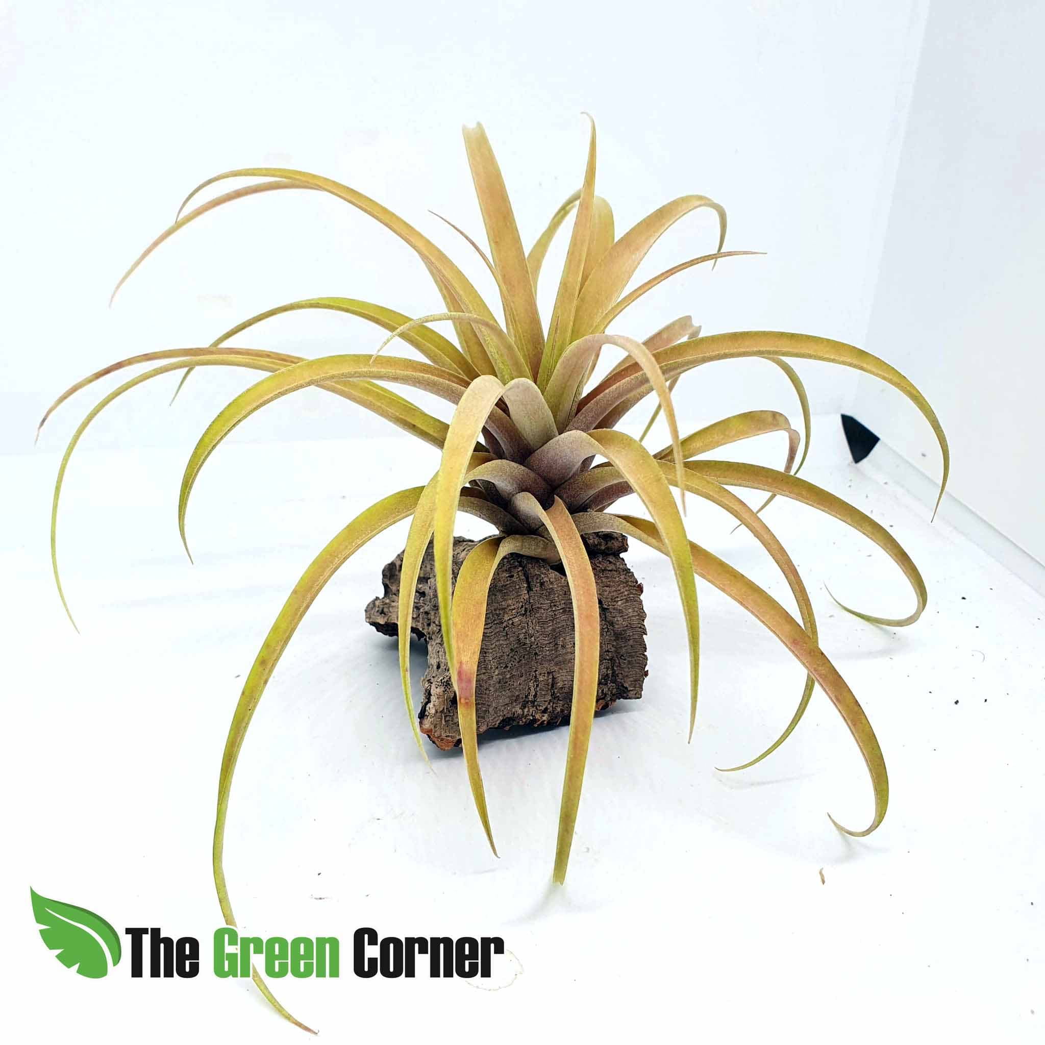 Tillandsia Capitata Peach. En flor