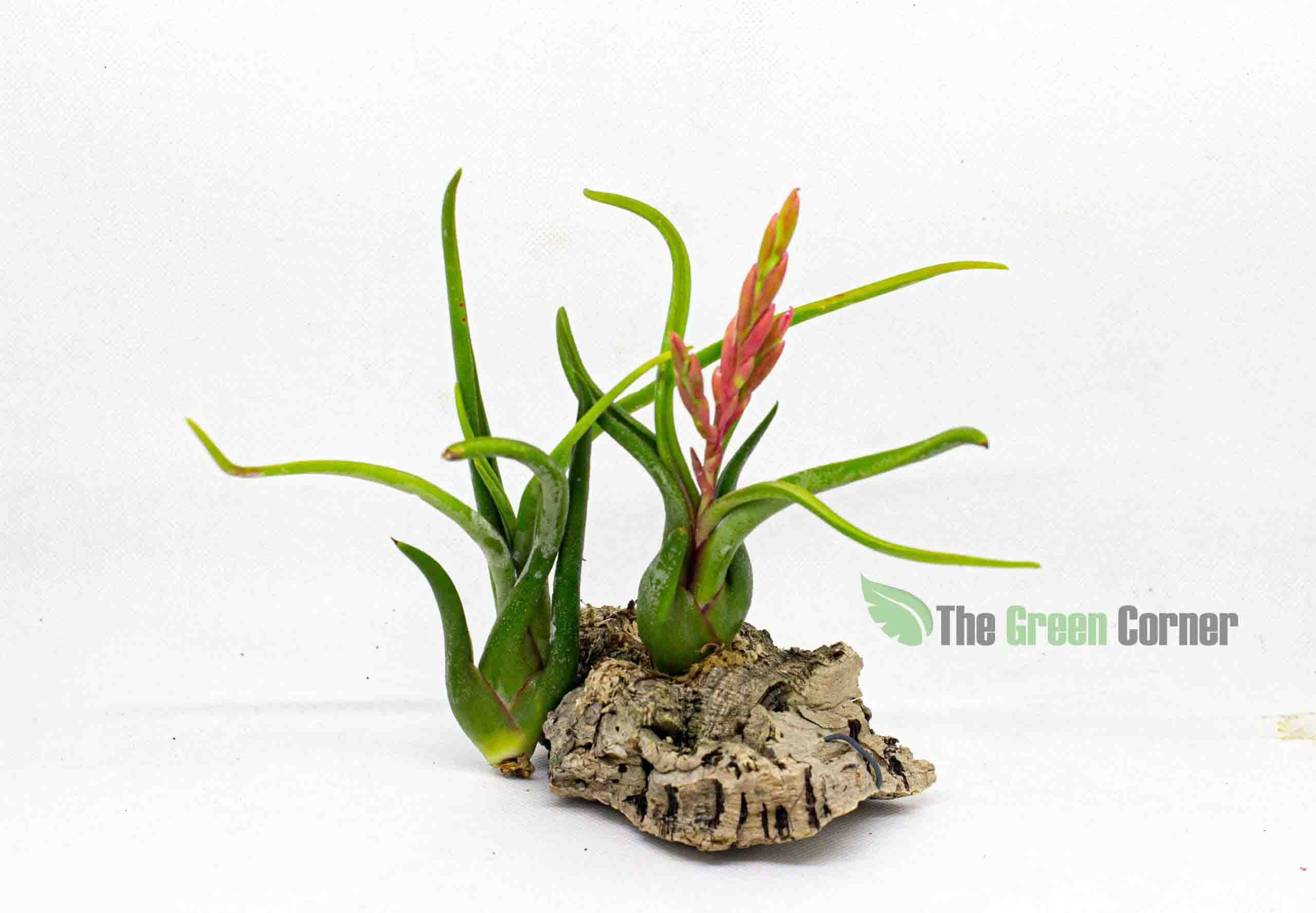 Tillandsia Caput Medusae. Este bonito ejemplar recibe su nombre por su apariencia