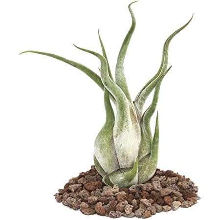 Tillandsia Caput Medusae 3
