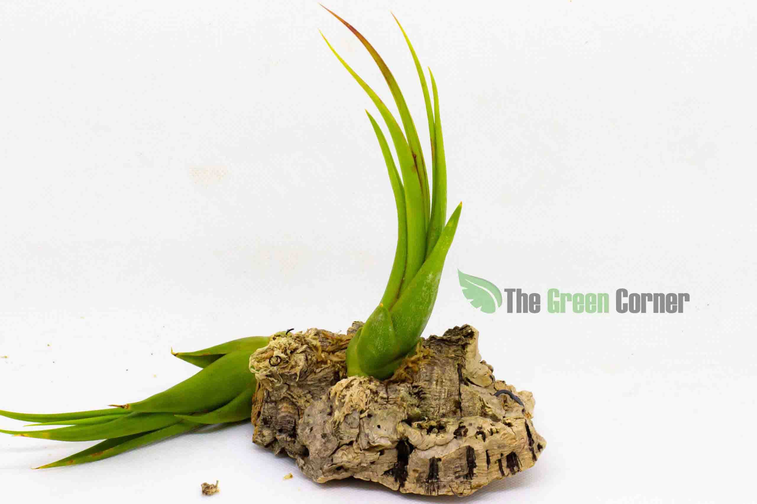 Tillandsia Circinata una variedad de tillandsia verde que nos sorprendera con su particular floracion. de tamaño mediano