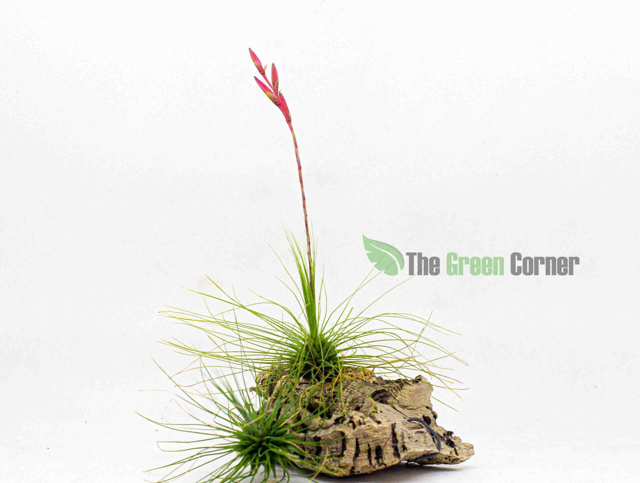 Tillandsia fuchsii f. gracilis. Preciosa tillandsia de delicadas flores