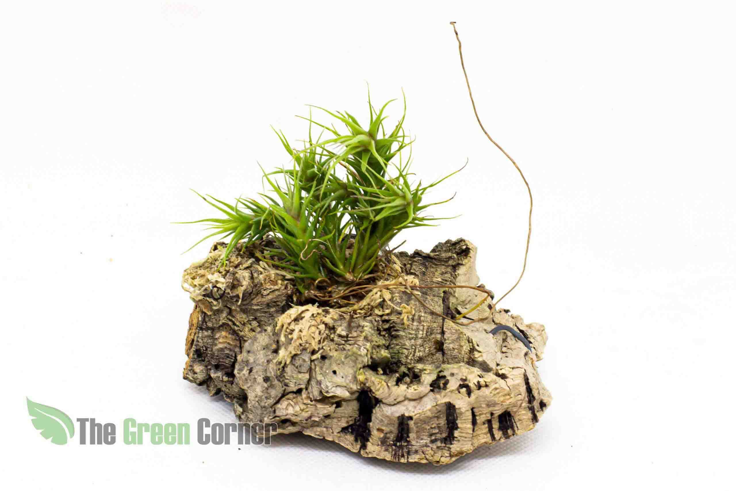 Tillandsia Heteromorpha Pulk