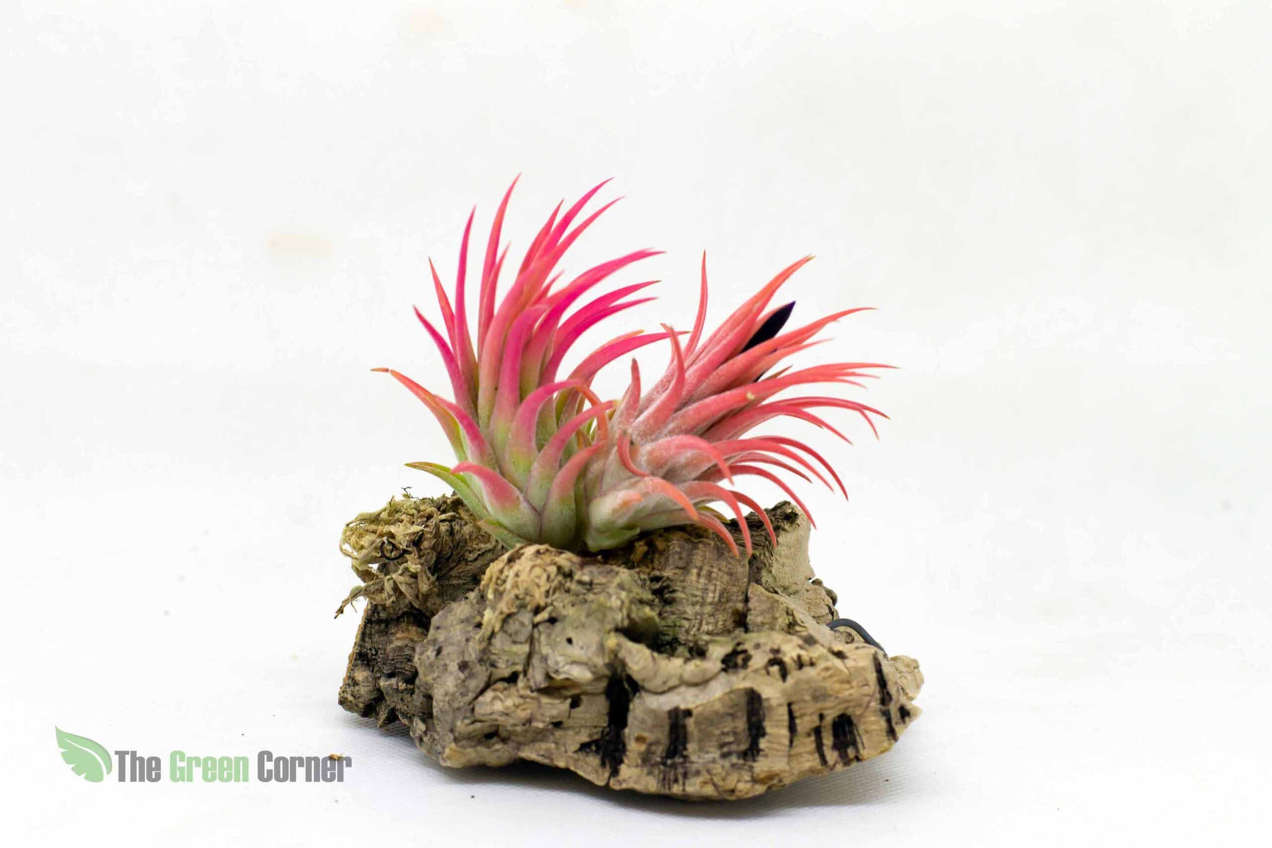 La Tillandsia ionantha var. rubra es un cultivar procedente de Guatemala. Hojas semi-suculentas que se despliegan alrededor de la roseta