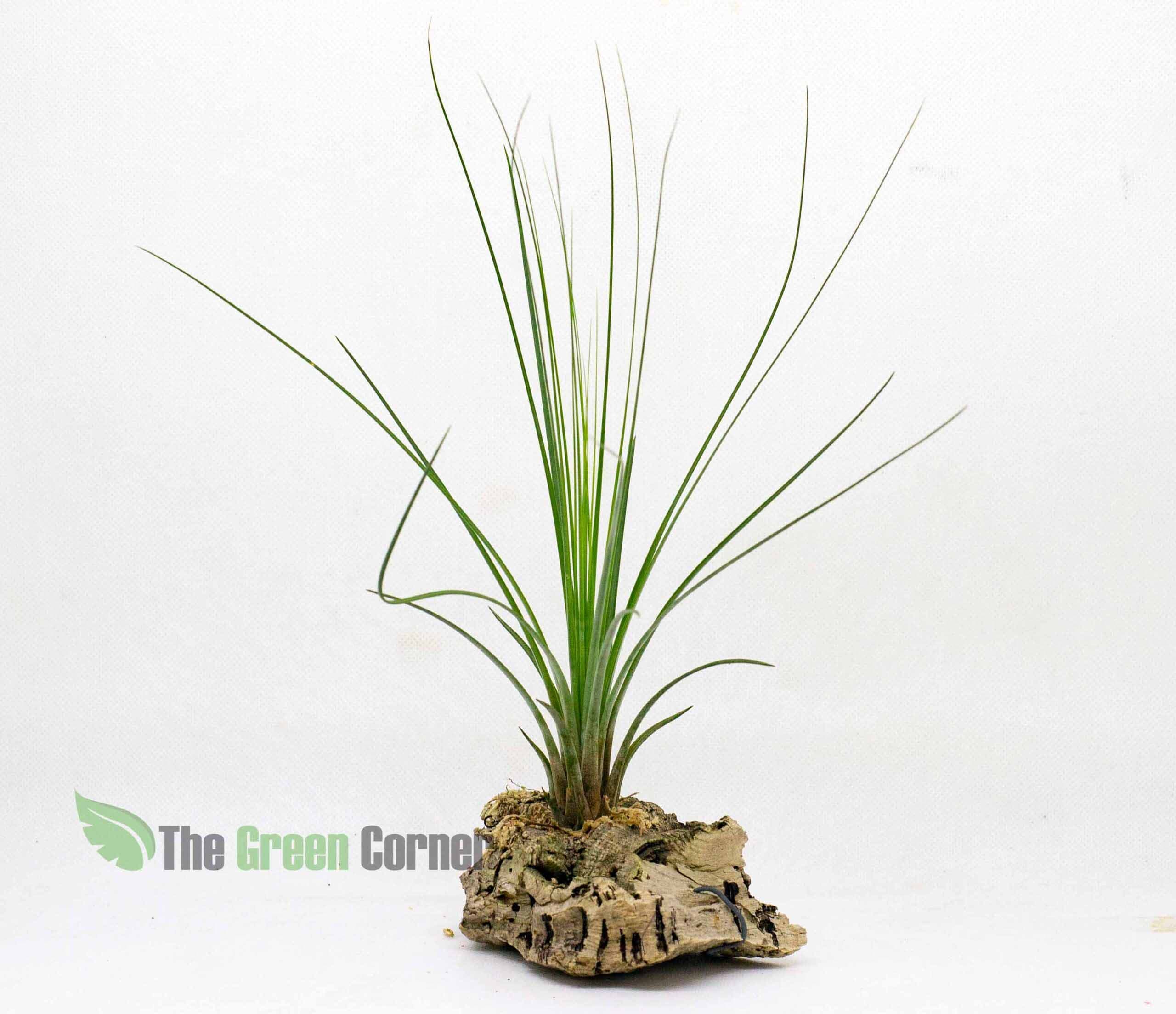 Tillandsia Juncifolia