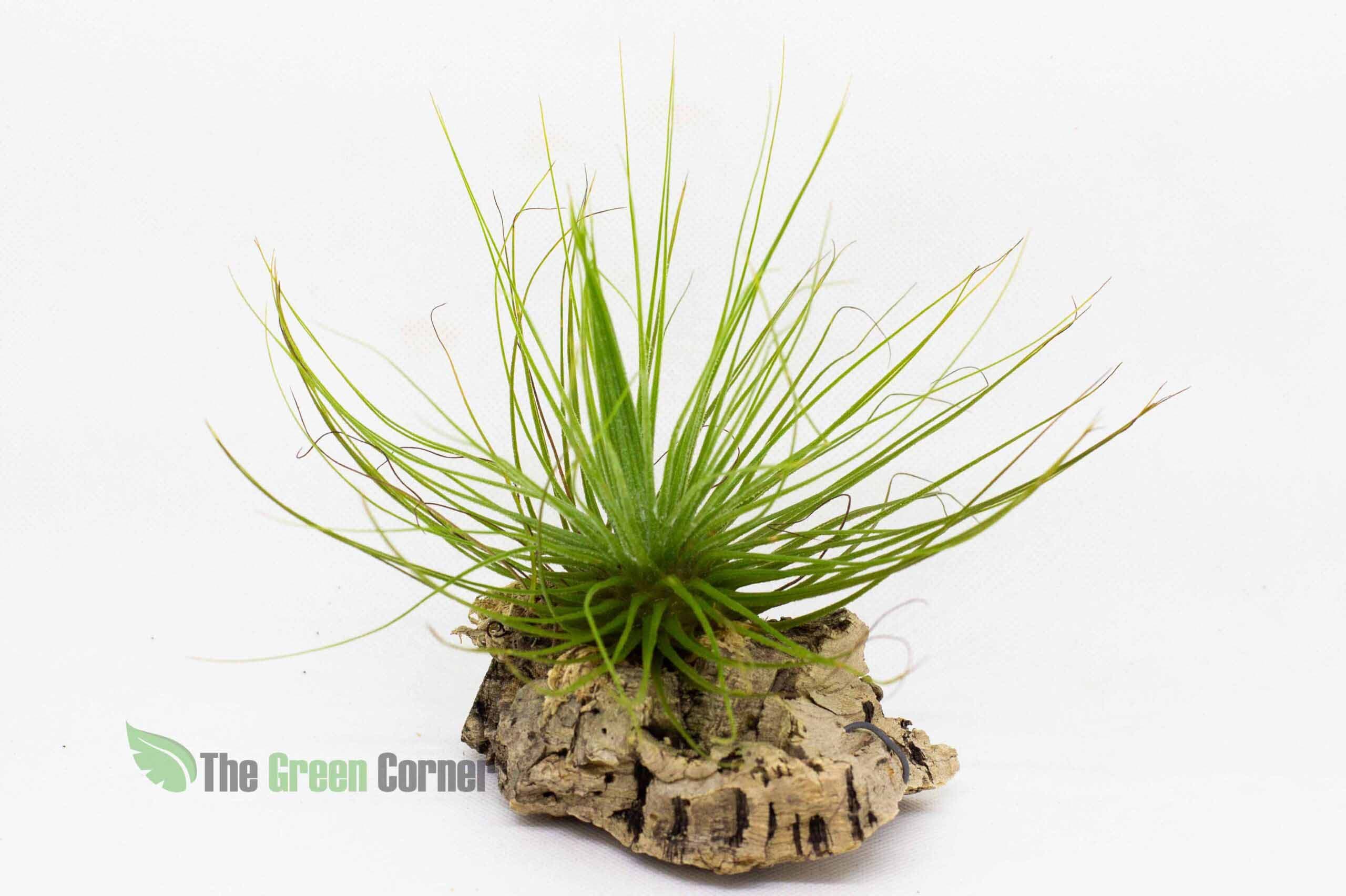 tillandsia magnusiana. Planta nativa de México