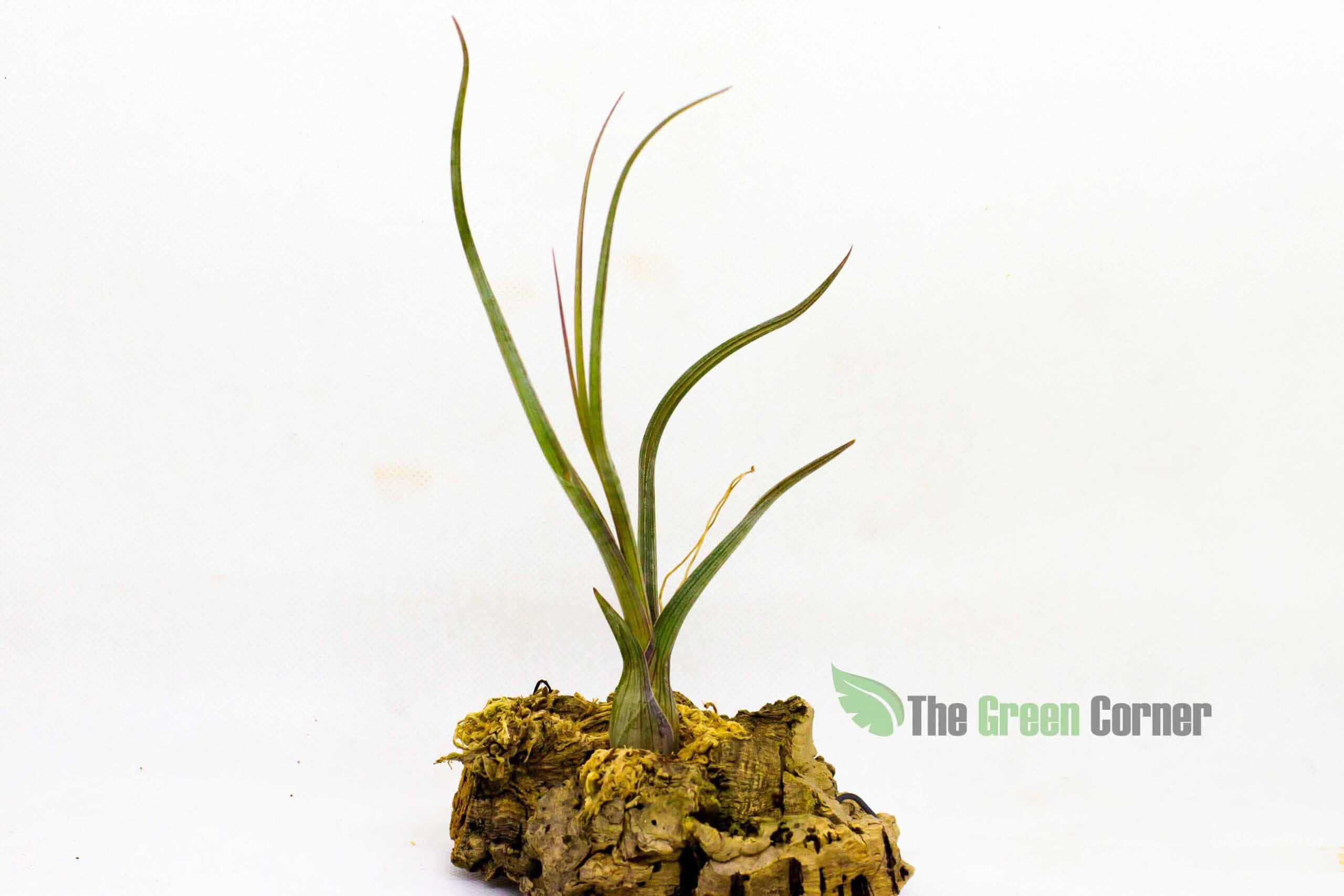 Tillandsia pseudobaileyi. Planta nativa de America tropical