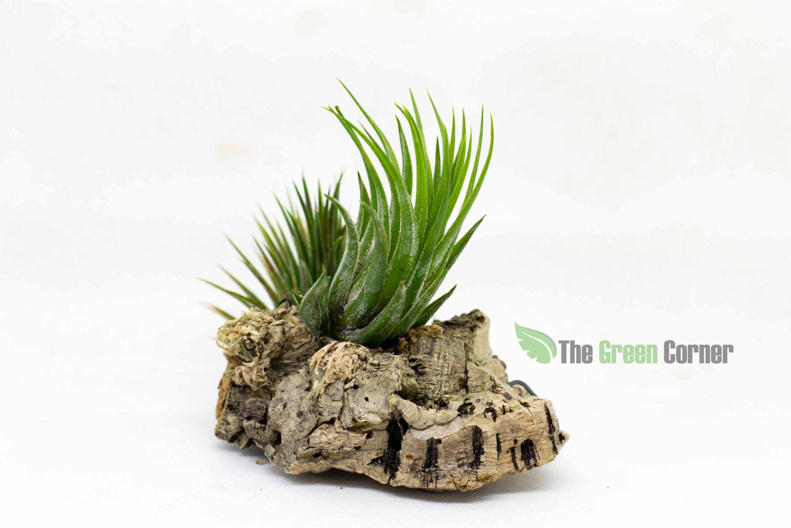 Tillandsia scaposa. Sin duda las Tillandsias forman el grupo más grande de toda la familia de las Bromelias. Preciosos colores y floración.