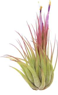 Tillandsia scaposa 2