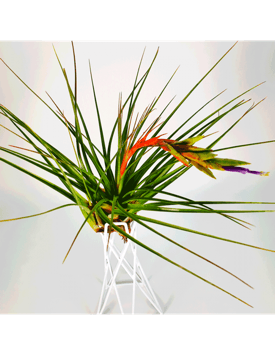 Tillandsia tricolor 4