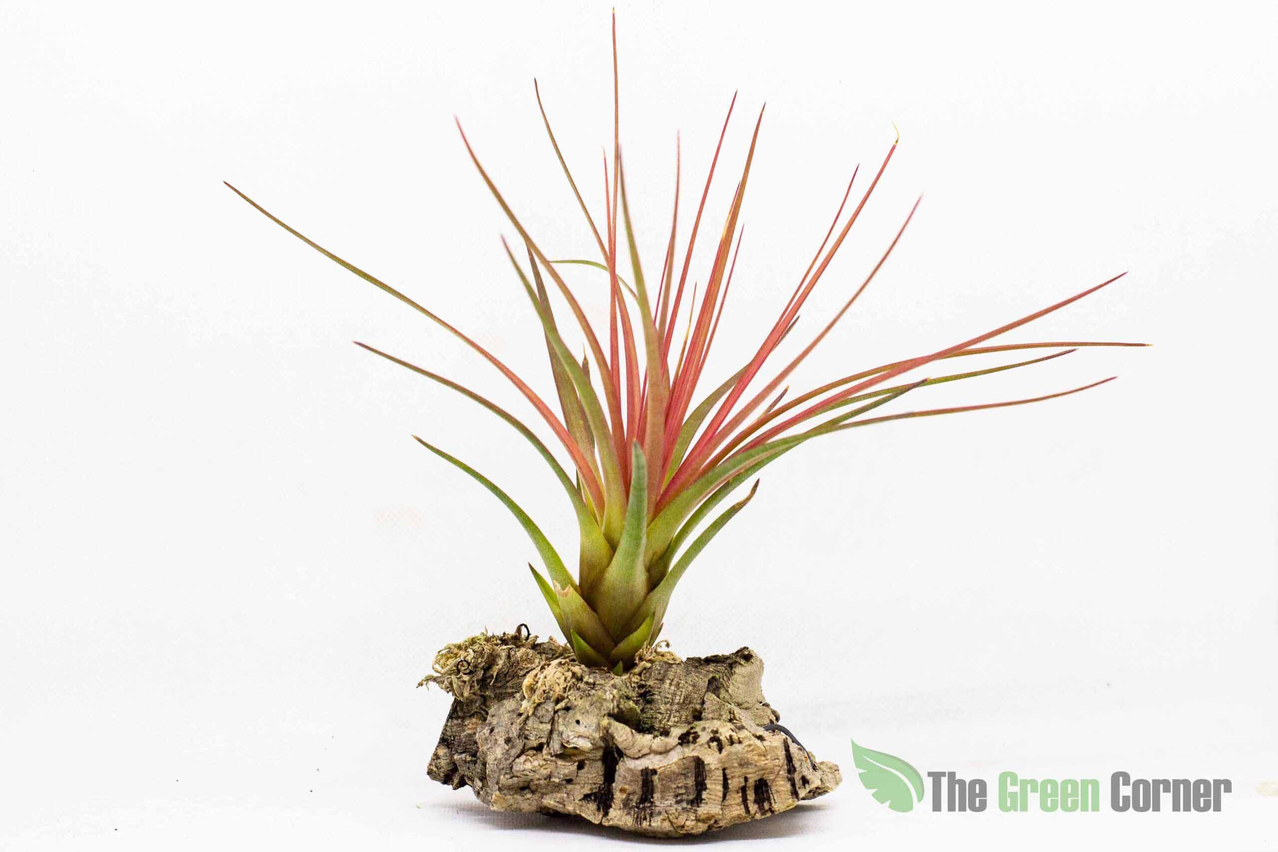 La Tillandsia Tricolor es una especie epífita