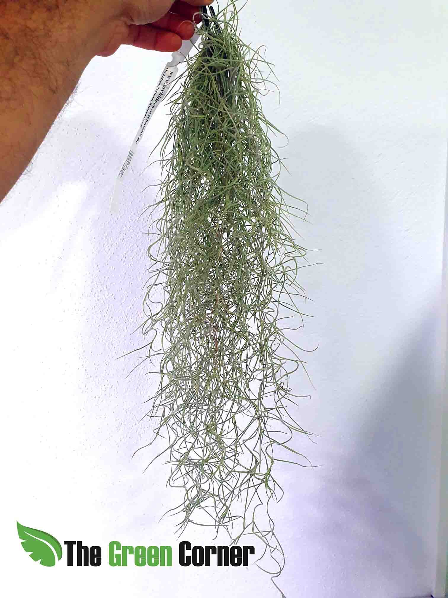 Tillandsia Usneoides: Preciosa tillandsia colgante que crece rápidamente y da una sensación de selva en los ecosistemas preciosa.