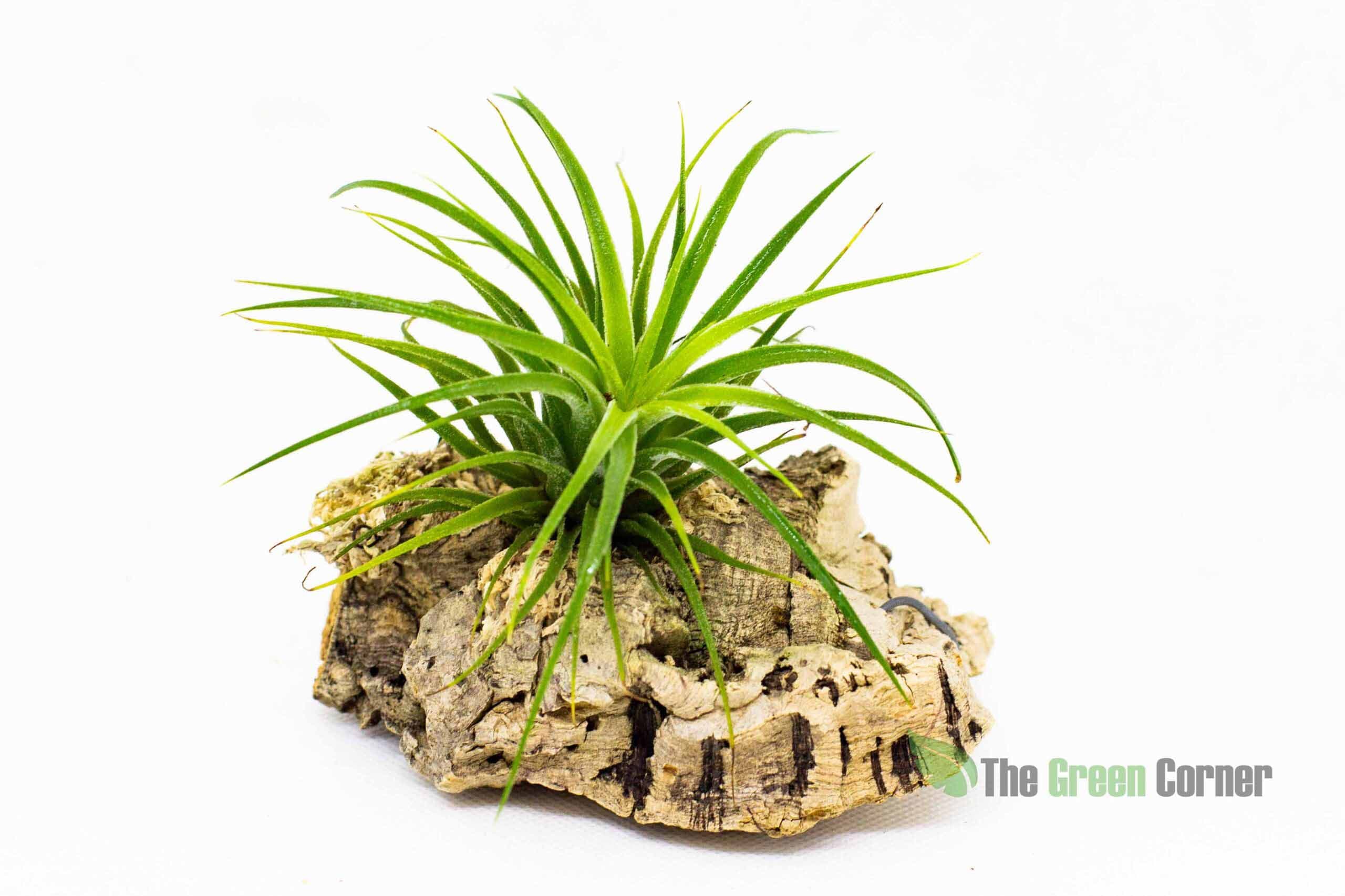Comprar Tillandsia Velickiana