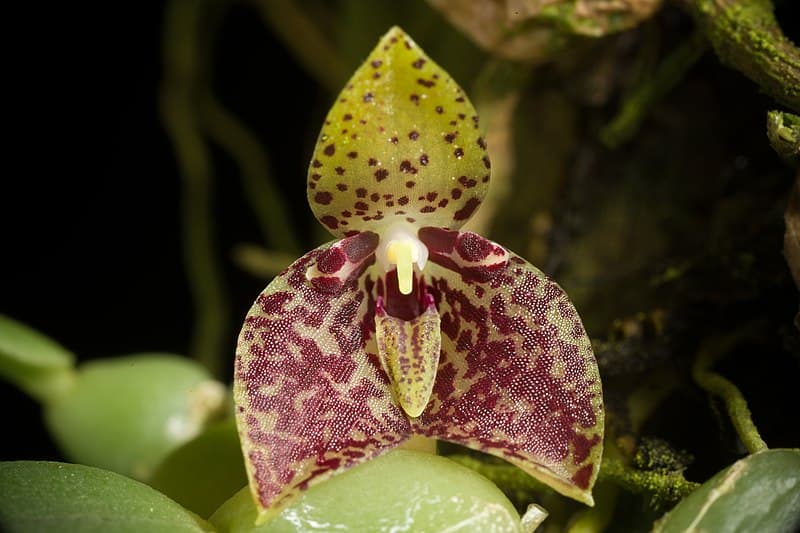 Trias cambodiana: Orquidea de pequeño tamaño 4