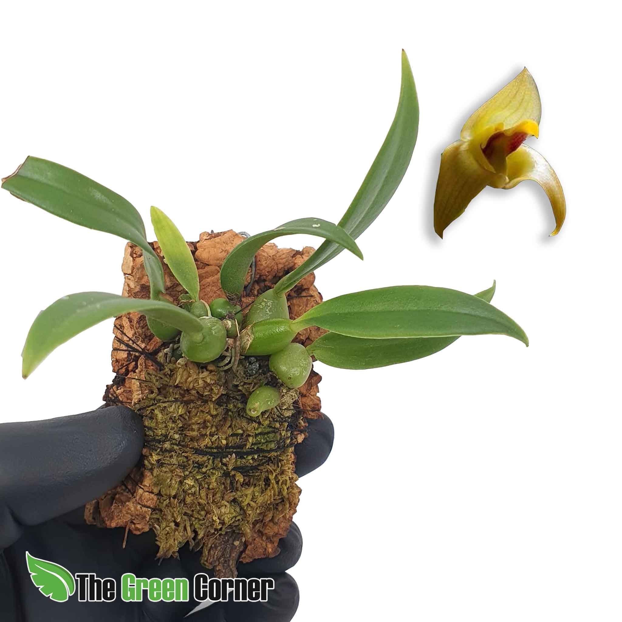 Trias nasuta: Preciosa y rara especie de la familia de los Bulbophyllum