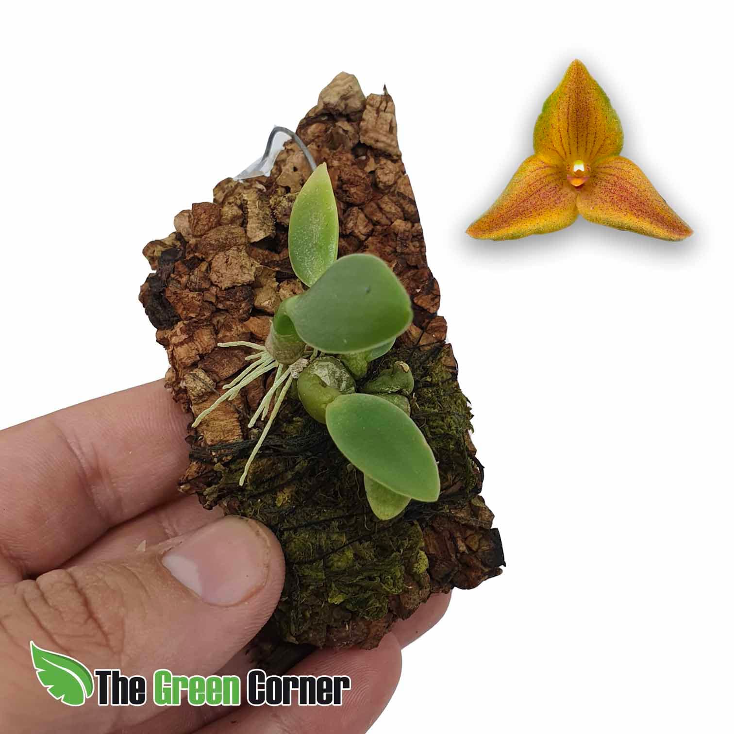 Trias Oblonga: preciosa variedad del genero bulbophyllum. pieza miniatura de colección