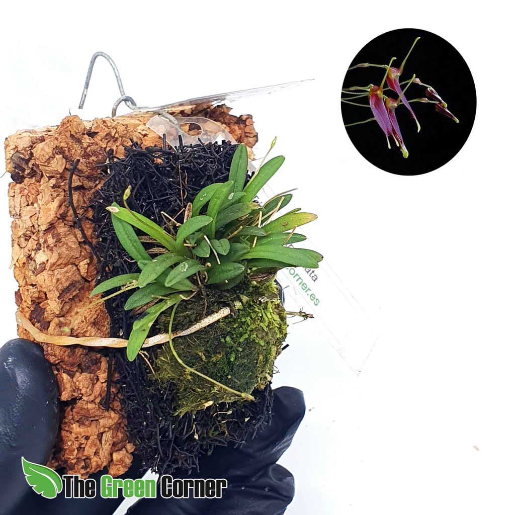 trisetella abbreviata: Una de las mas impresionantes Orquideas de ecuador en tamaño miniatura. Una especie de dracula miniatura.