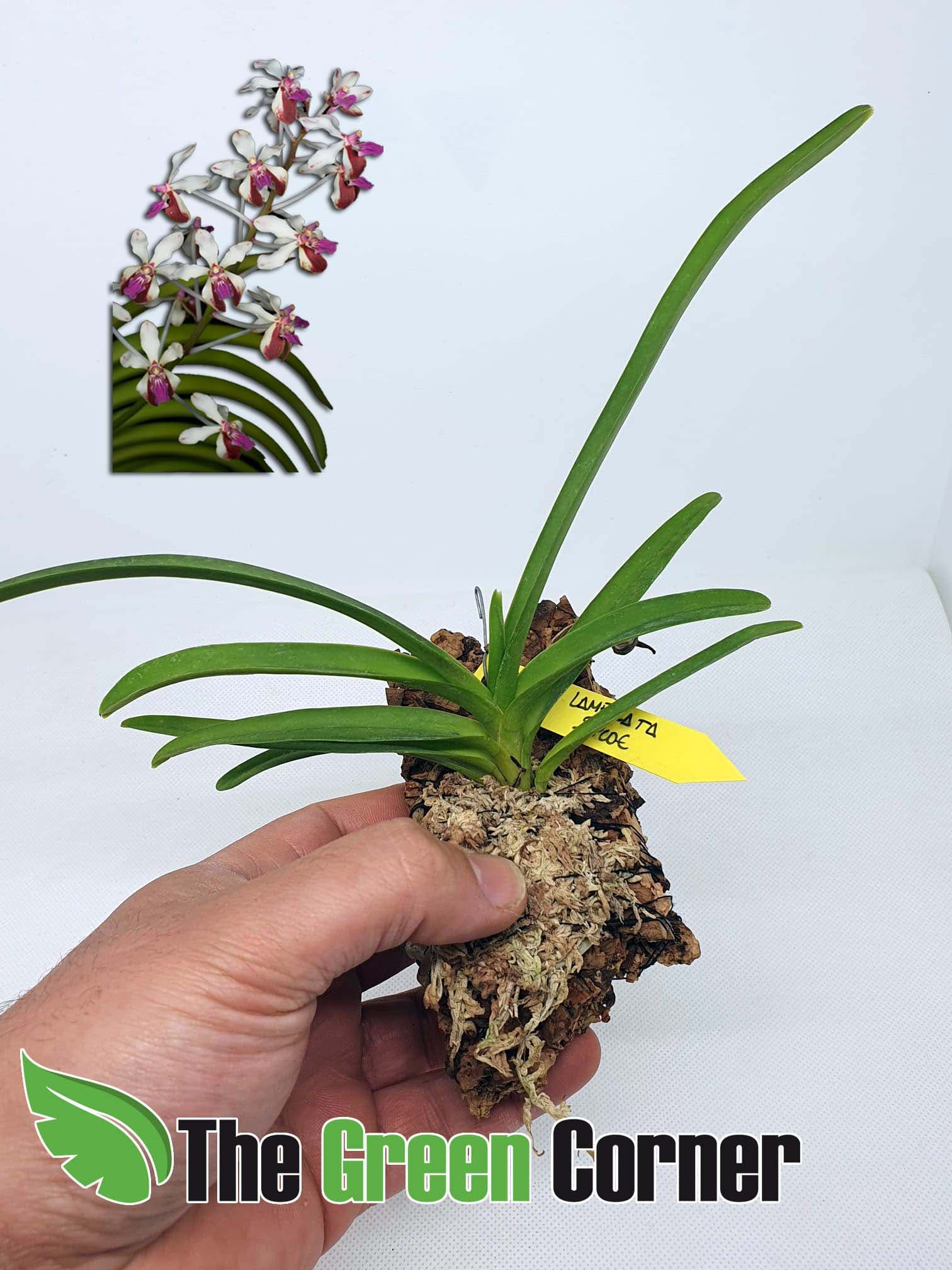 Vanda Lamellata: Pequeña vanda de flores cerosas