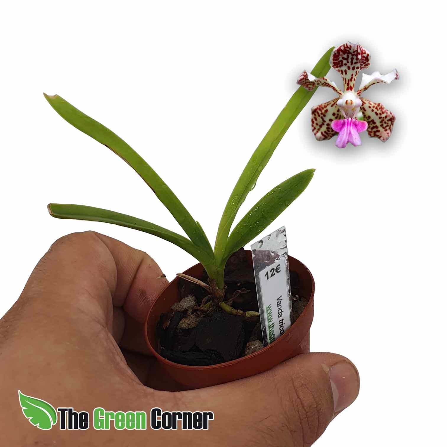 Vanda tricolor Var. suavis: preciosa variedad de orquidea vanda